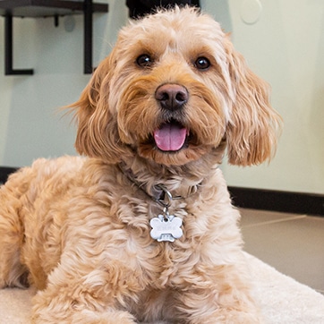 Chief Happiness Officer Koop-Brinkmann GmbH